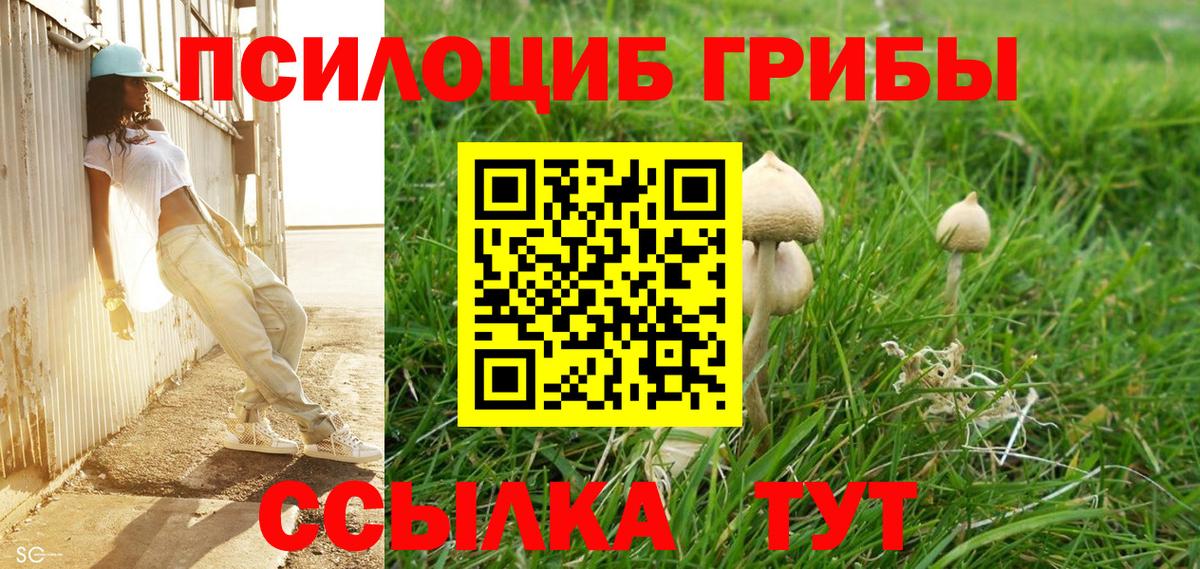 Сунжа  Псилоцибиновые грибы прущие грибы  закладки  Псилоцибиновые грибы Psilocybine cubensis  Вход с VPN 